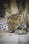 Beautiful and powerful leopard resting in the sun