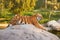 Beautiful and powerful tiger sitting on a rock in the national park. Majestic and dangerous predatory big cat