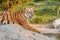 beautiful and powerful tiger sitting on a rock in the national park. Majestic and dangerous predatory big cat