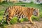 beautiful and powerful tiger walks through its possessions in the national park. Majestic and dangerous predatory big cat