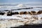 Beautiful powerful waves with white foam in the Atlantic Ocean