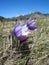 Beautiful Prairie Crocus Flowers, Pulsatilla nuttalliana, in Spring, Waterton Lakes National Park, Alberta