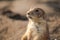 Beautiful prairie dog is looking anxiously and attentive.