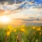 Beautiful prairie with wild yellow tulip at the sunset