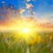 Beautiful prairie with wild yellow tulip at the sunset