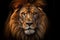 Beautiful predator lion mouth big cat nature face animal portrait dark africa kenya background