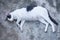 Beautiful Pregnant cat sprawled on ground