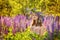 A beautiful pregnant girl with a wreath of lilac flowers on her head stands on a lupin field. Portrait on a blooming meadow on a