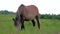 Beautiful pregnant horse grazing in field.