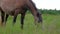 Beautiful pregnant horse grazing in field.