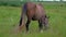 Beautiful Pregnant Horse grazing in field.