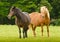 Beautiful pregnant mares with colourful fur in the meadow, waiting for the birth of their foals