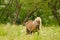 Beautiful pregnant mares with colourful fur in the meadow, waiting for the birth of their foals