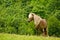 Beautiful pregnant mares with colourful fur in the meadow, waiting for the birth of their foals