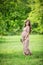 Beautiful pregnant woman carrying flowers outdoors in park