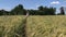 Beautiful pregnant woman walk through ripe rye field in summer