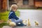 Beautiful preschool boy, playing with little ducks on the street in little village