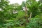 Beautiful preserved wild forest and dead tree