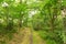 Beautiful preserved wild forest with a path