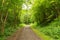 Beautiful preserved wild forest with a path for hikers or bikers