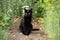 Beautiful pretty bombay black cat with attentive look in garden in nature