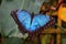 A Beautiful pretty colourful blue butterfly with wings spread
