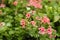 Beautiful pretty crimson geranium plant full of flowers