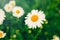 Beautiful pretty daisy flower on green grass meadow background. White petals of home garden plant camomile