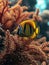 beautiful pretty nice cute funny fish in ocean. sea, aquarium, swimming exotic under depth, colourful reef, water salt