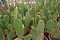 Beautiful prickly cactuses in the pots