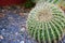 Beautiful prickly green cactus in hot summer weather in nature