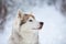 Beautiful, prideful and free Siberian Husky dog sitting on the snow in the fairy forest in winter