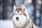 Beautiful, prideful and free Siberian Husky dog sitting on the snow path in the fairy winter forest at sunset
