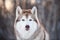 Beautiful, prideful and free Siberian Husky dog sitting on the snow path in the winter forest at sunset