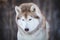 Beautiful, prideful and free Siberian Husky dog sitting on the snow path in the winter forest at sunset