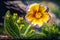 Beautiful Primrose Flower in Bloom - Generative AI