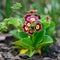 Beautiful primula auricula