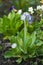 Beautiful primula auricula seedling