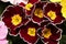 Beautiful primula primrose plant with burgundy flowers, above view. Spring blossom