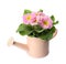 Beautiful primula primrose plant with pink flowers in watering can isolated on white. Spring blossom