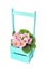 Beautiful primula primrose plant with pink flowers in wooden crate isolated on white. Spring blossom