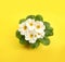 Beautiful primula primrose plant with white flowers on yellow background, top view. Spring blossom