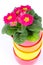 Beautiful primulas flowers in colorful buckets