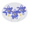Beautiful pring flowers, yellow blue and white