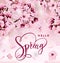 Beautiful print with blossoming dark and light pink sakura flowers. Hello spring background. Template for invitation