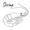 Beautiful Print Shrimp Art line vector illustration