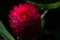Beautiful pristine glowing close-up of a Aechmea flower