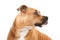 Beautiful profile american staffordshire dog isoalted