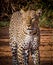 Beautiful profile of leopard in African forest in Kenya.psd