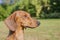 Beautiful profile of a very attentive dachshund